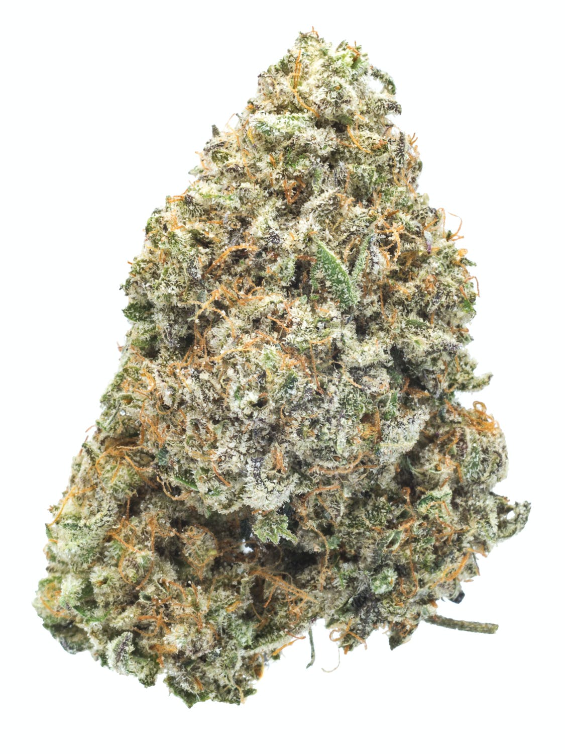 White buffalo