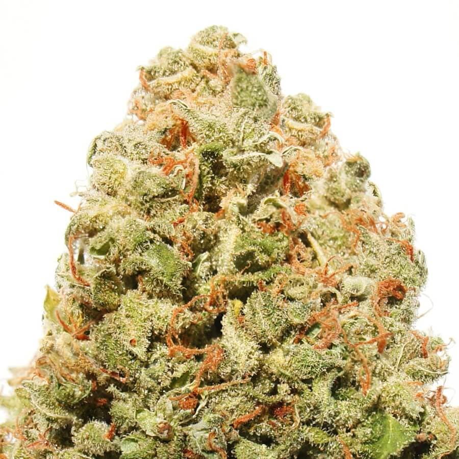 Strawberry Cane
