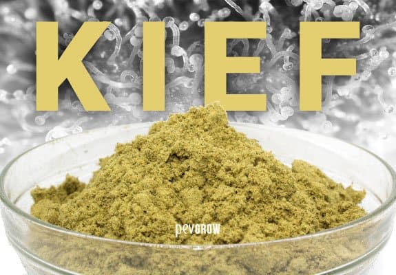  kief