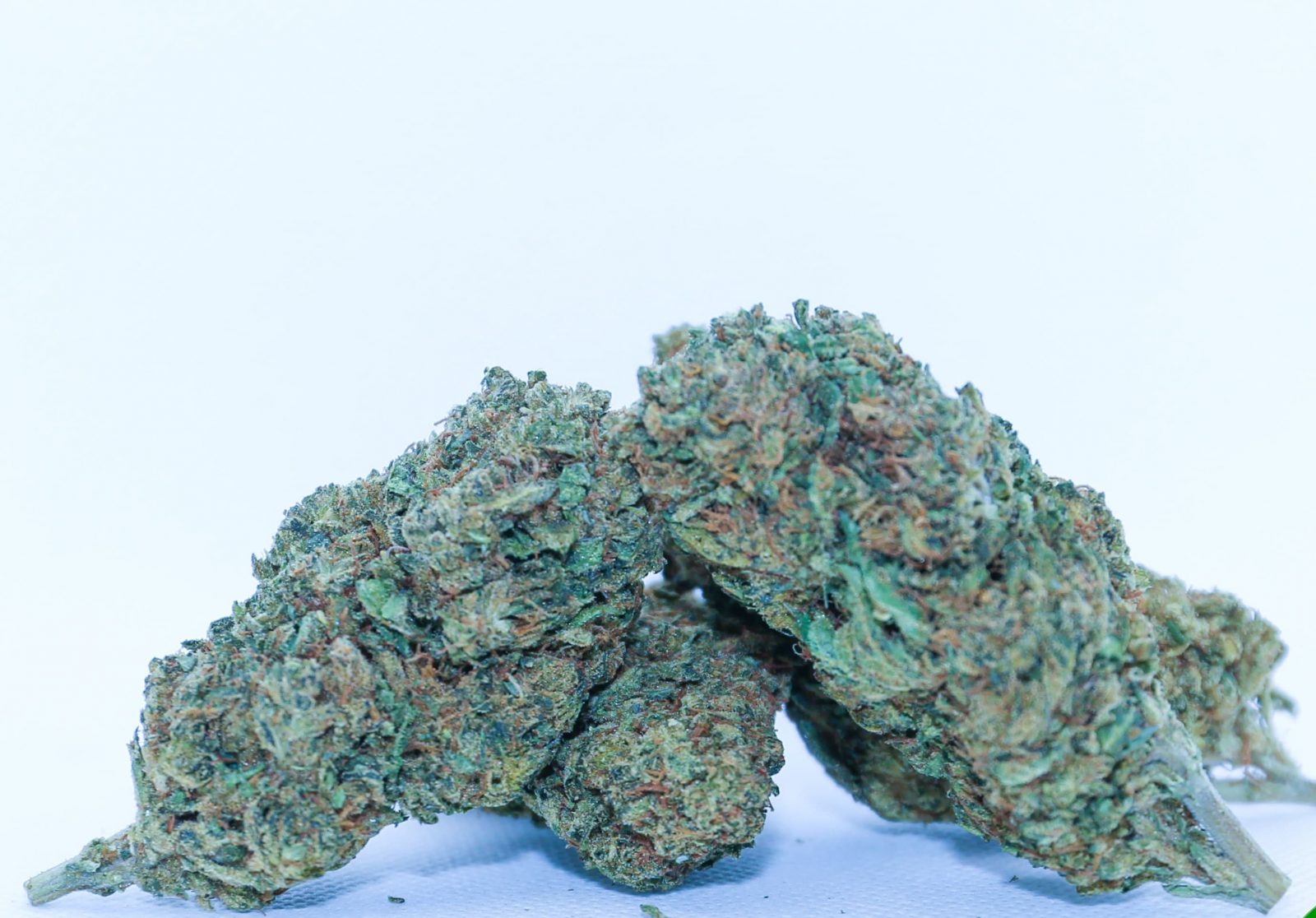 Mimosa