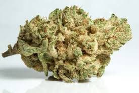 Gorilla Glue