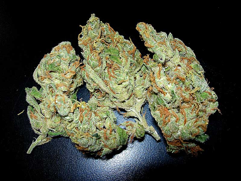 Jelly Rancher