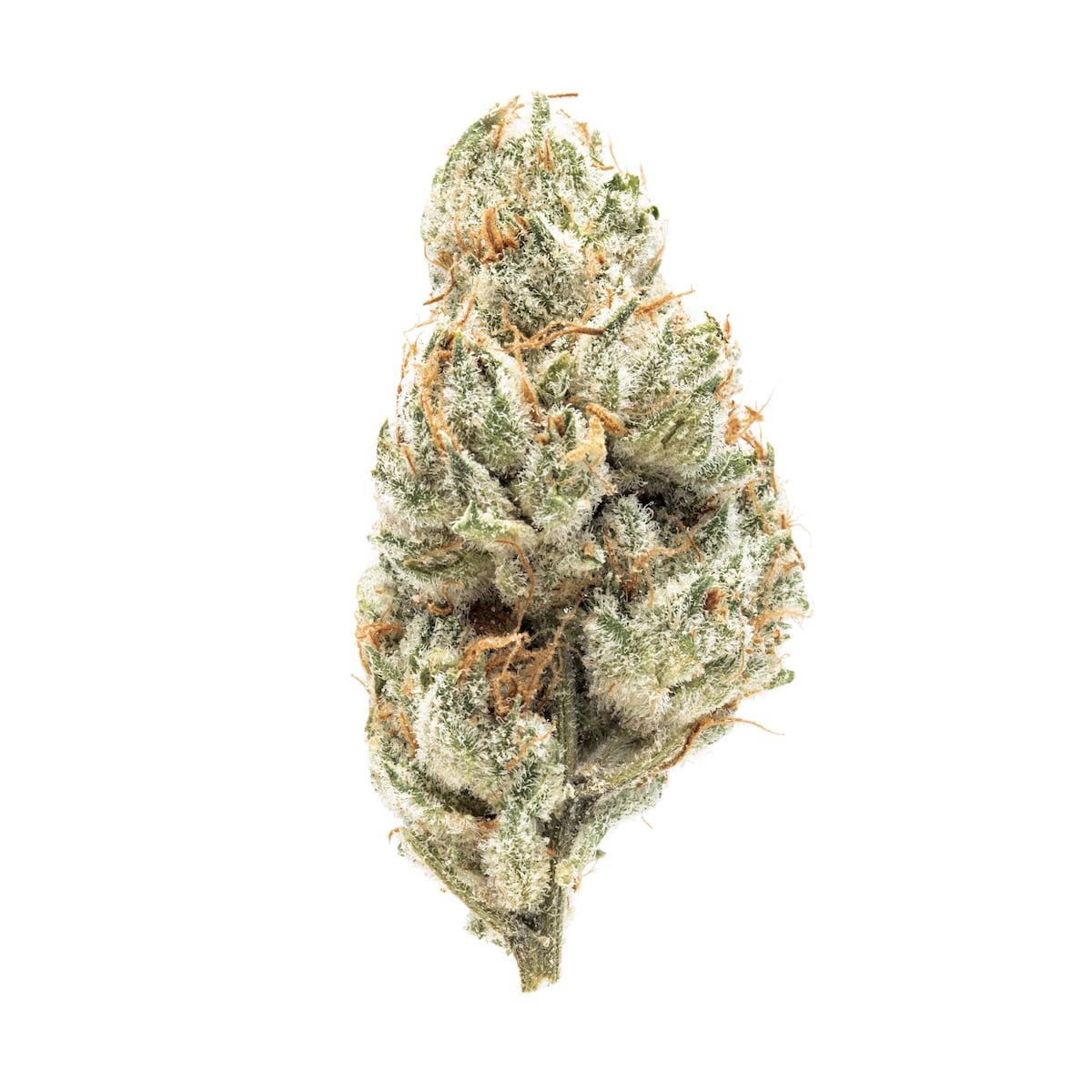 Orange Cookie