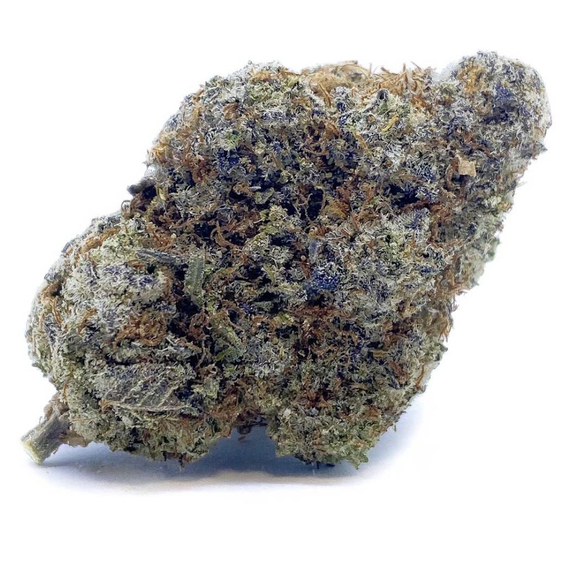Blue Biscotti 