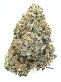 White buffalo