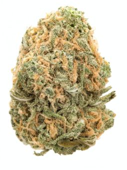 Snoop Dreams