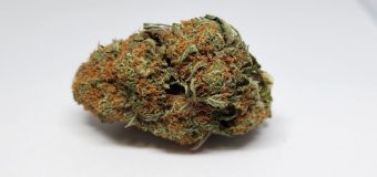 King Tut 