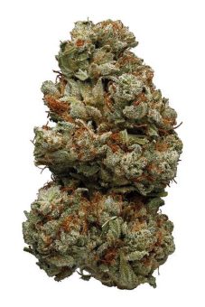 Northern Lights