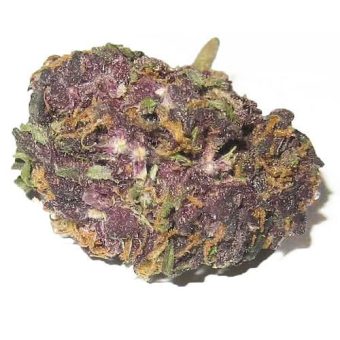 Purple kush