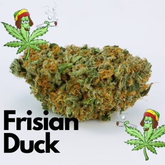 Frisian Duck 