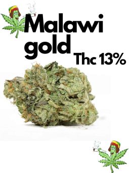 Malawi Gold 