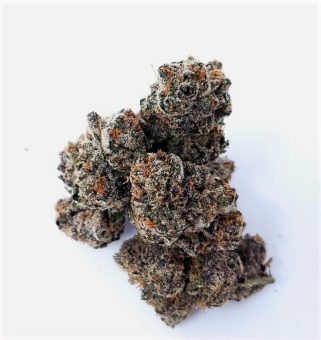Bacio Gelato 41