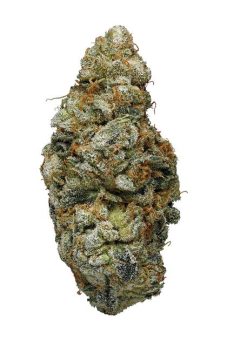 Blue Cookie
