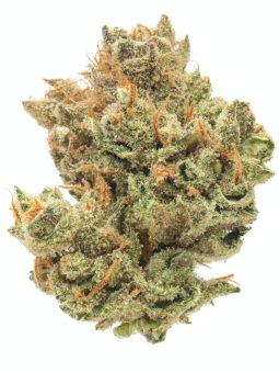 Super Lemon Haze