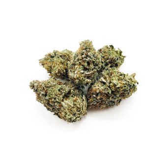 Zoombie OG 