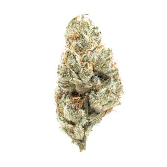 Orange Cookie