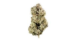 GG4