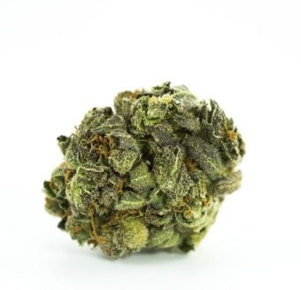 Bio Diesel
