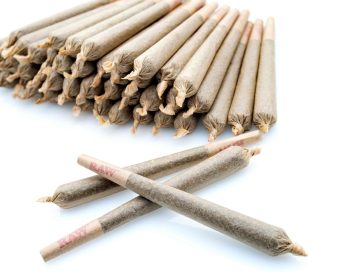 Sativa 