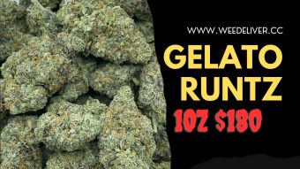 Gelato RUNTZ 