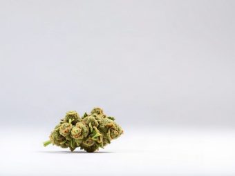 Banana Treez