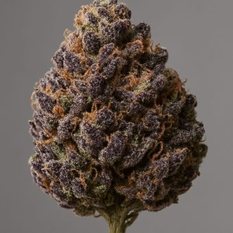 Granddaddy Purple: A Strain Guide
