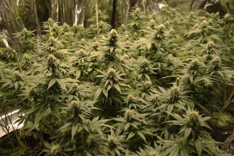 Your First Cannabis Delivery Experience in Portsmouth, VA