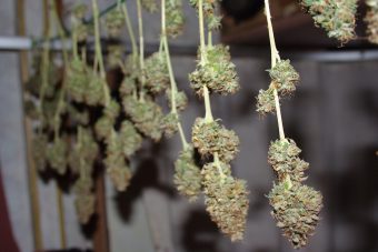 AK-47 Hybrid Strain Guide