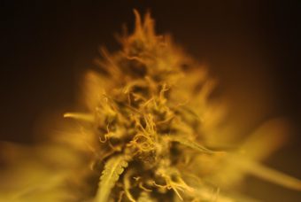 Mac 1 Strain Guide – Aroma, Flavor, and Effects