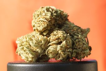 Amnesia Haze: A Bright, Uplifting Sativa for Daytime Creativity