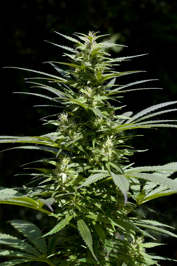 Navigating Cannabis Delivery in Bethesda, MD