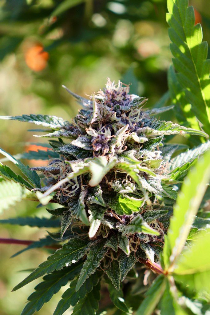A Beginner’s Guide to Buying Flower on a Cannabis Delivery Marketplace