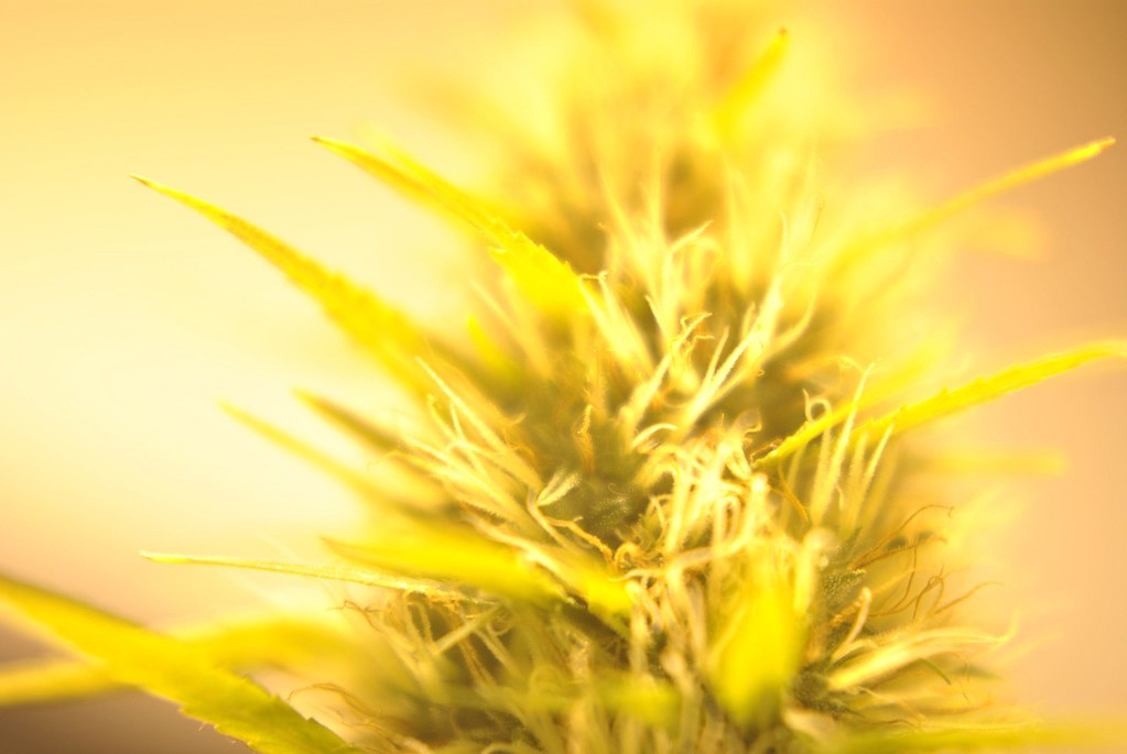 Blue Dream Strain Guide: What to Know