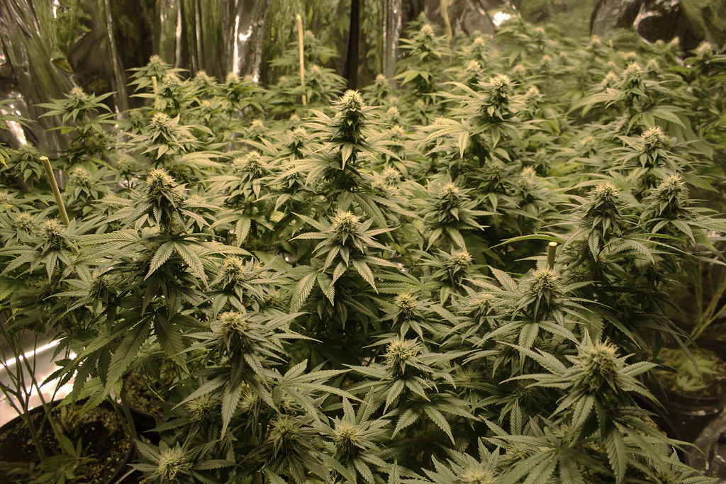 Jack Herer Strain Guide: Creative Uplift from a Classic Sativa