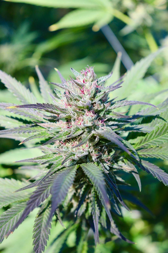 Buying Guide to Cannabis Flower: What It Is, How to Enjoy It, and First‑Time Tips