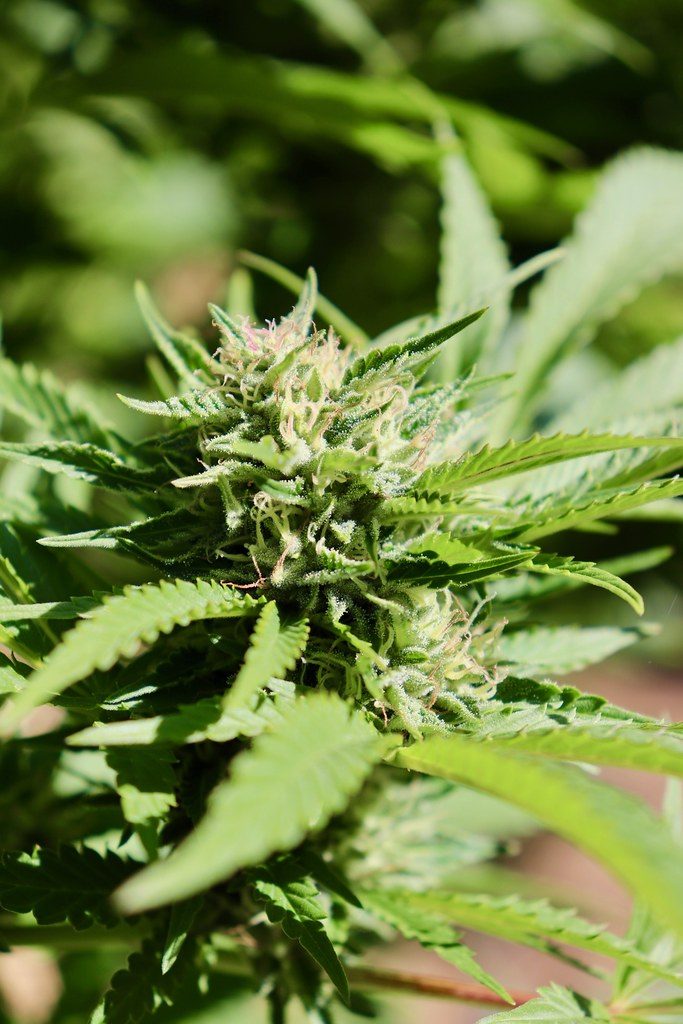 Flower Buying Guide: What First‑Timers Need to Know