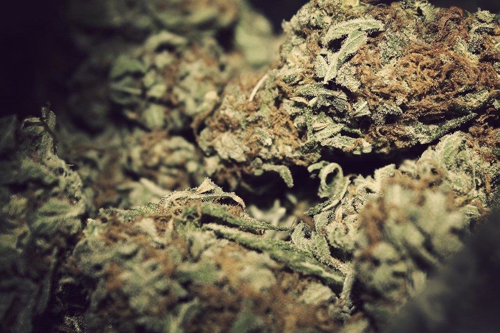 Strain Guide: Gorilla Glue #4