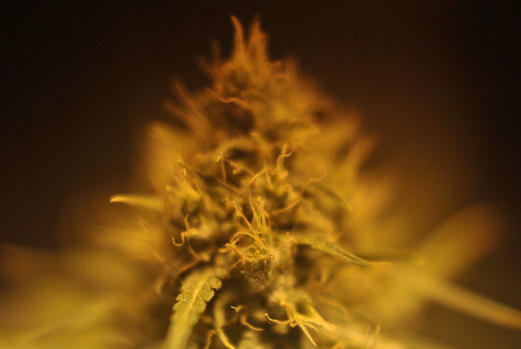 Pineapple Express Strain Guide – A Tropical Hybrid for an Energetic Lift