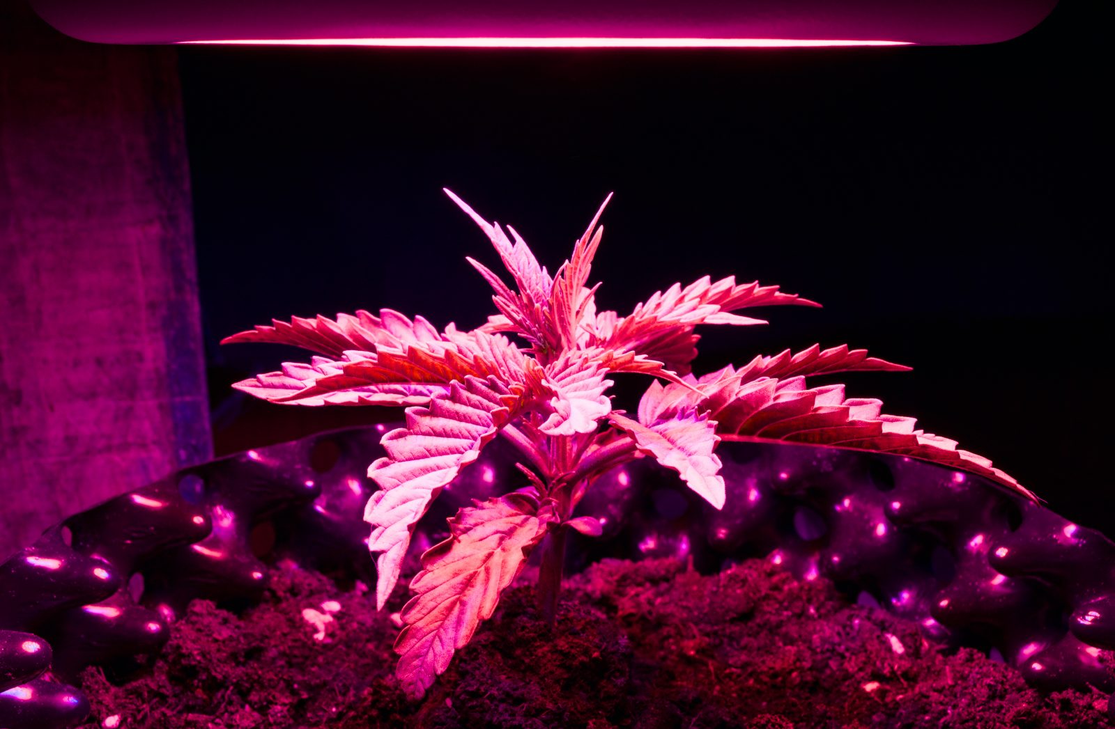 The Strain Guide to White Widow: A Classic Hybrid