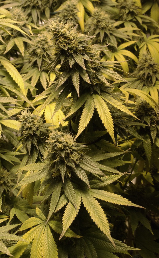 Afghan Kush: An Evening Indica Classic
