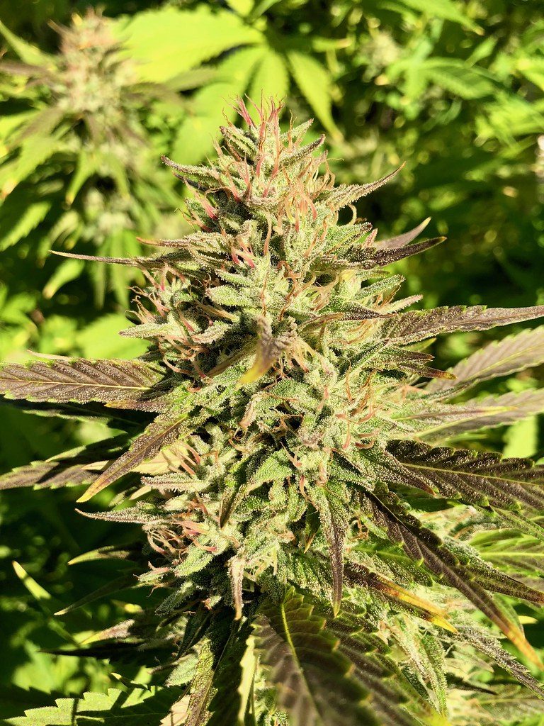 A First‑Timer’s Guide to Buying Cannabis Flower