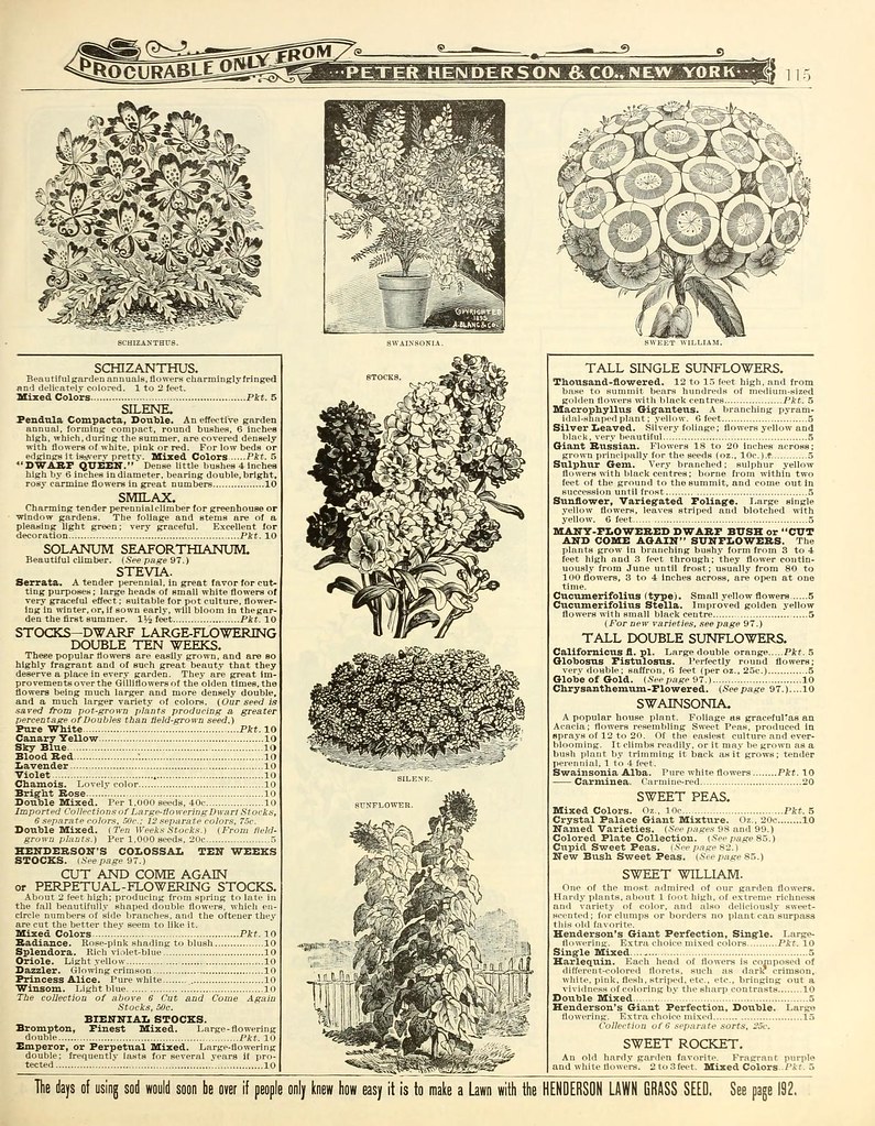 Do‑Si‑Dos Indica Strain Guide – Aroma, Effects, and Evening Use